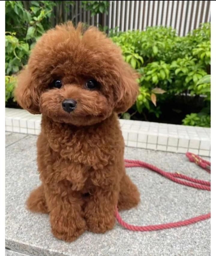 پودل مییاتوری(توی و رد)|سگ|اصفهان, شاهد|دیوار