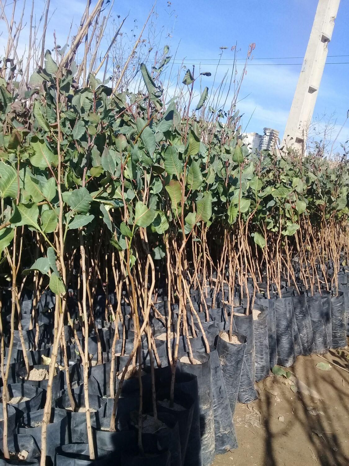 نهال پسته|خدمات باغبانی و درختکاری|تبریز, |دیوار