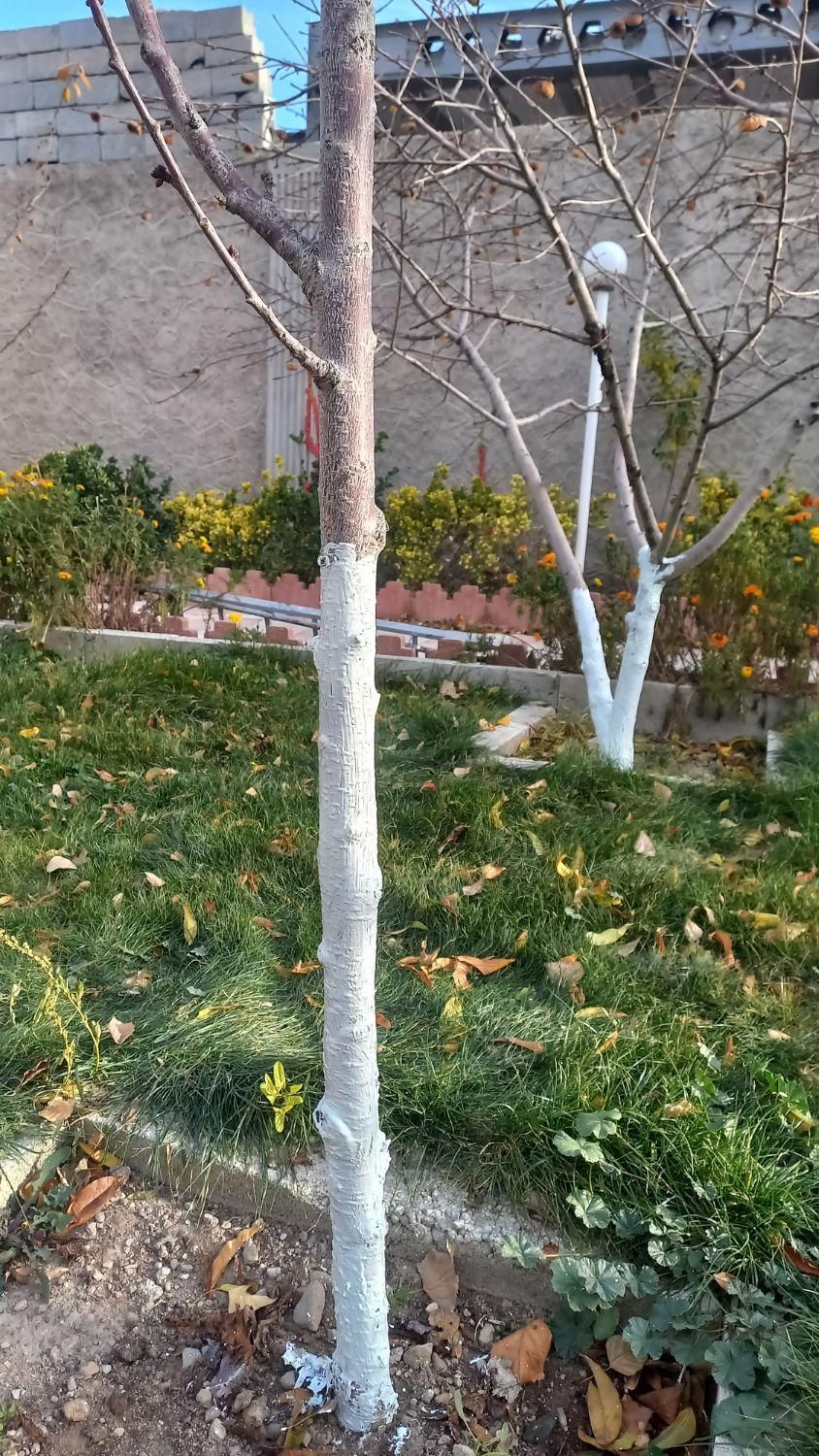 باغبانی و کشاورزی|خدمات باغبانی و درختکاری|تبریز, |دیوار