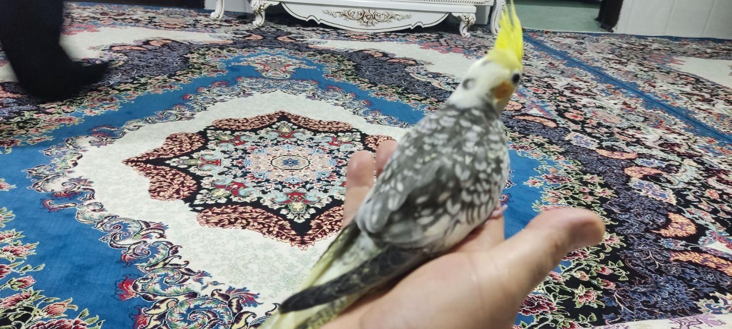 مولد خوب|پرنده|ماهدشت, |دیوار