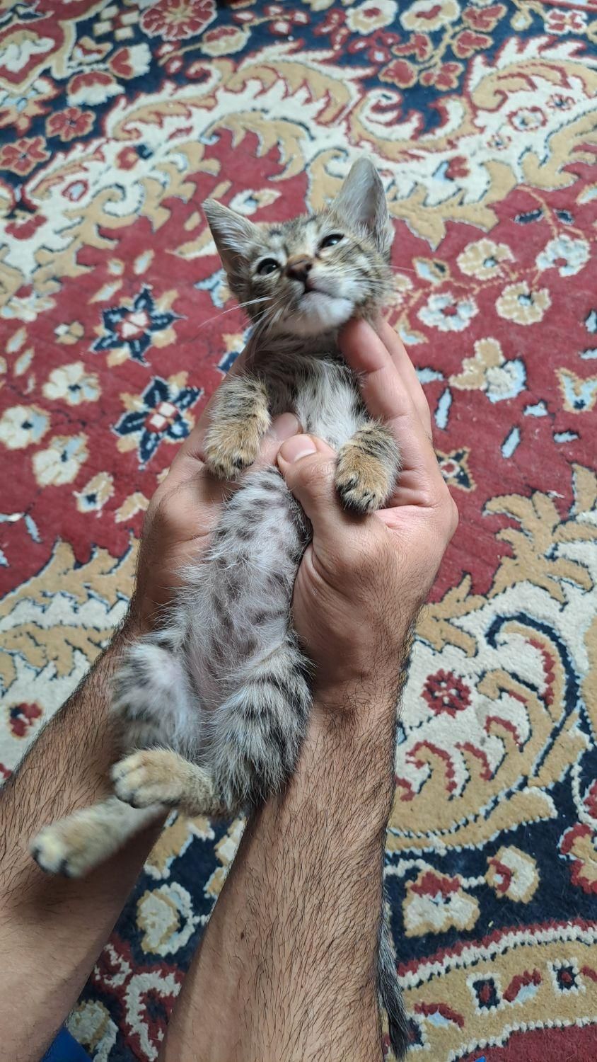 بچه گربه نر|گربه|بهشهر, |دیوار