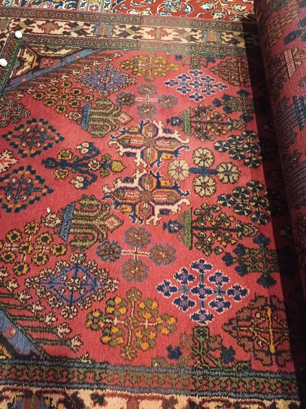 فرش دستباف خاص و آس|فرش|شیراز, تاچارا|دیوار