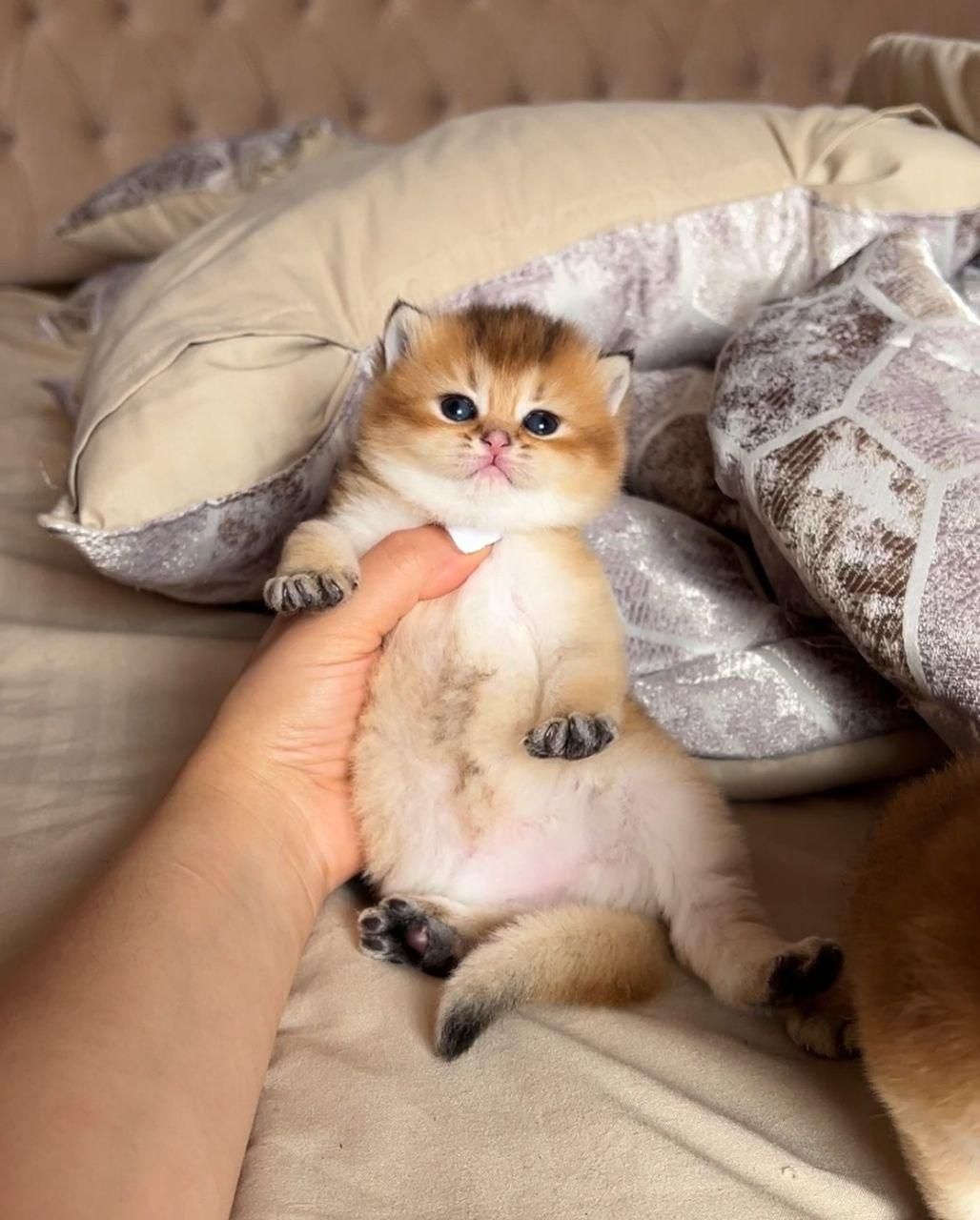 شهر گربه های مشنگ (پرشین اسکاتیش بریتیش )|گربه|اهواز, کیانپارس |دیوار