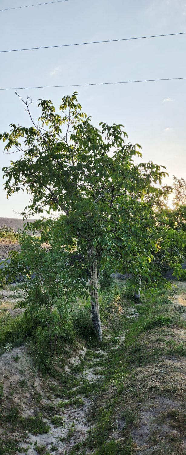 باغ/حصار/اسکو/450متر|فروش خانه و ویلا|تبریز, |دیوار