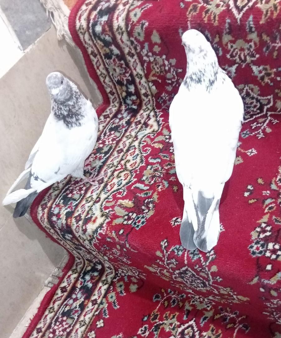 کفتر|پرنده|اراک, |دیوار