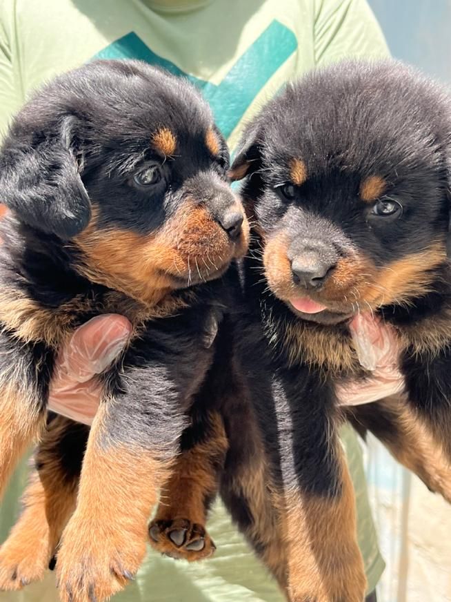 سگ روتوایلر تیپ حرفه ای پوزه مکعبی|سگ|تهران, جردن|دیوار