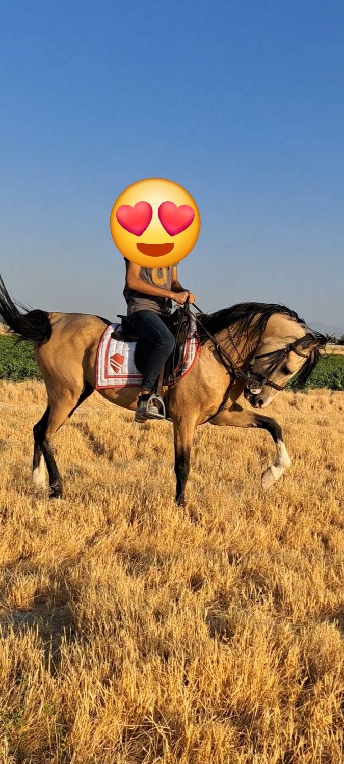 نریان درهشوری|اسب و تجهیزات اسب‌سواری|شیراز, احمدآباد|دیوار