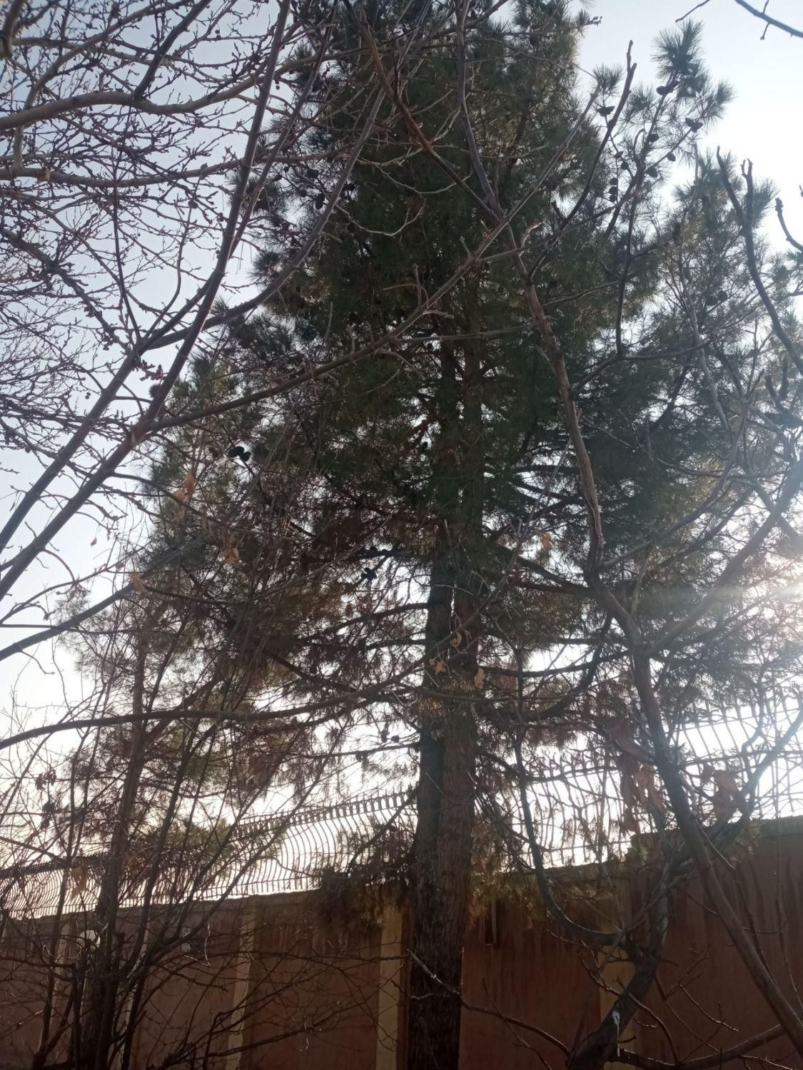 باغبانی هرس گل و نهال کاری جابجایی نهال درخت|خدمات باغبانی و درختکاری|مشهد, توس (بلوار توس)|دیوار