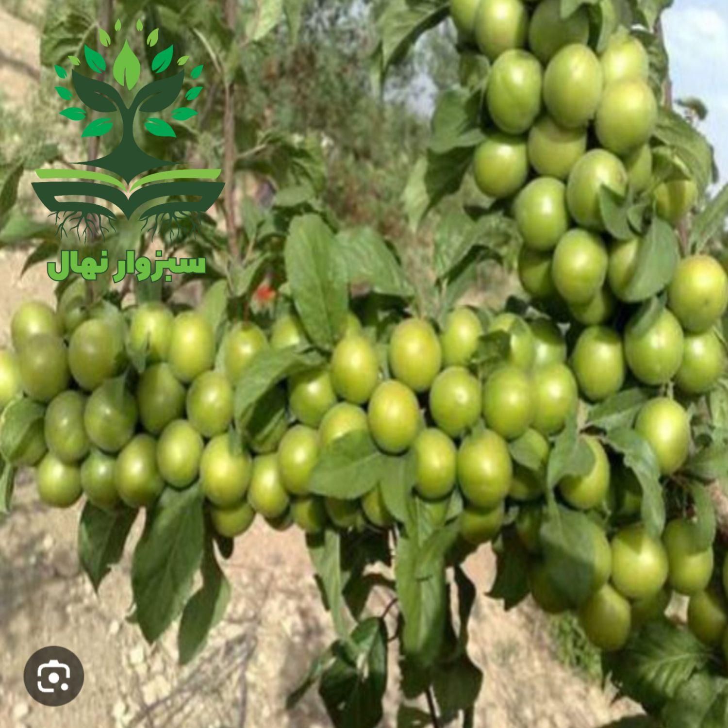 نهال گوجه سبز زودرس گلدانی|گل و گیاه طبیعی|سبزوار, کهنه آب|دیوار