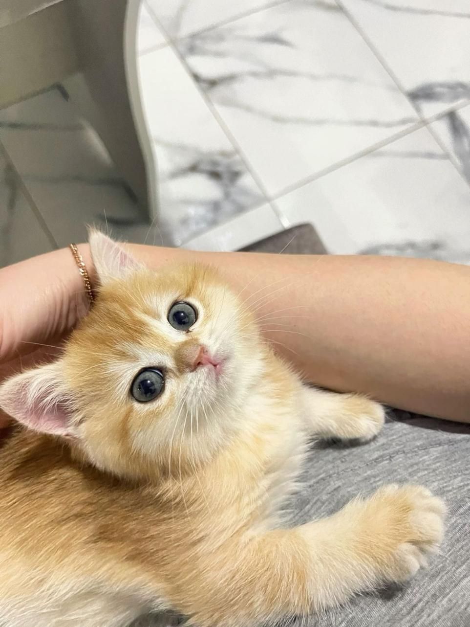 بچهگربه خونگی، اجتماعی و سالم|گربه|دزفول, |دیوار