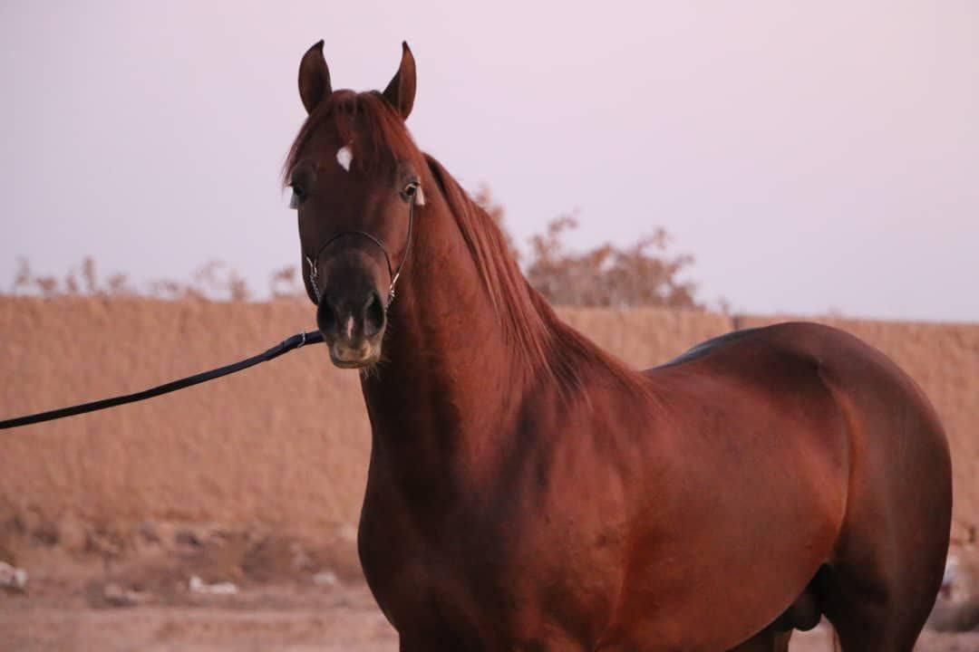 اسب اصیل عرب|اسب و تجهیزات اسب‌سواری|یزد, |دیوار