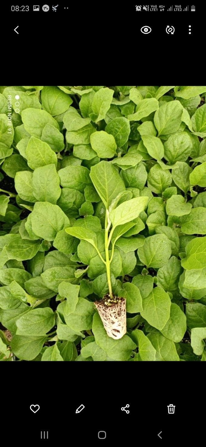 نشا گوجه،فلفل،بادمجان،کرفس|خدمات باغبانی و درختکاری|شوشتر, |دیوار