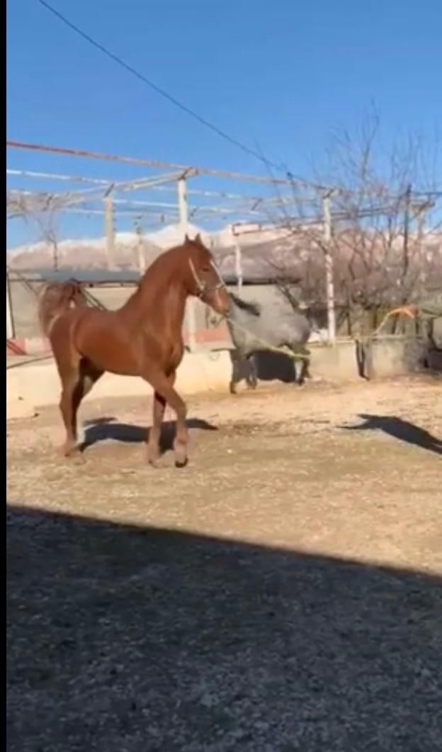 فروش اسب|اسب و تجهیزات اسبسواری|یاسوج, |دیوار