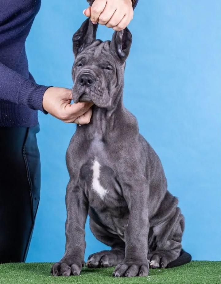 توله گریت دین های وارداتی شجره دار|سگ|تهران, الهیه|دیوار