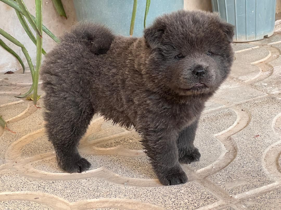 سگ چاو چاو تنبل دوستداشتنی زیبا|سگ|کرج, فاز ۱ مهرشهر|دیوار