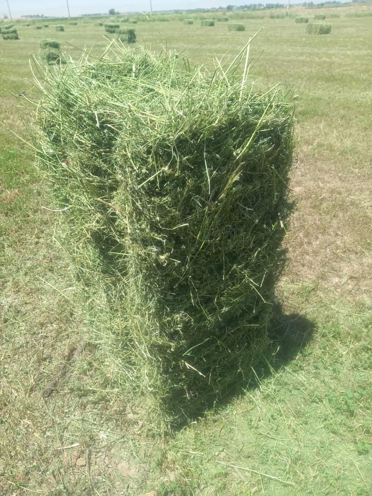 فروش یونجه بسته بندی انباری|لوازم جانبی حیوانات|مرودشت, کناره|دیوار