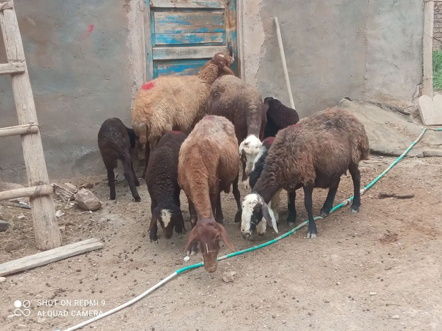 گوسفنددامازلق پنج عددجوان وبره دار وپرشیر|حیوانات مزرعه|تبریز, |دیوار