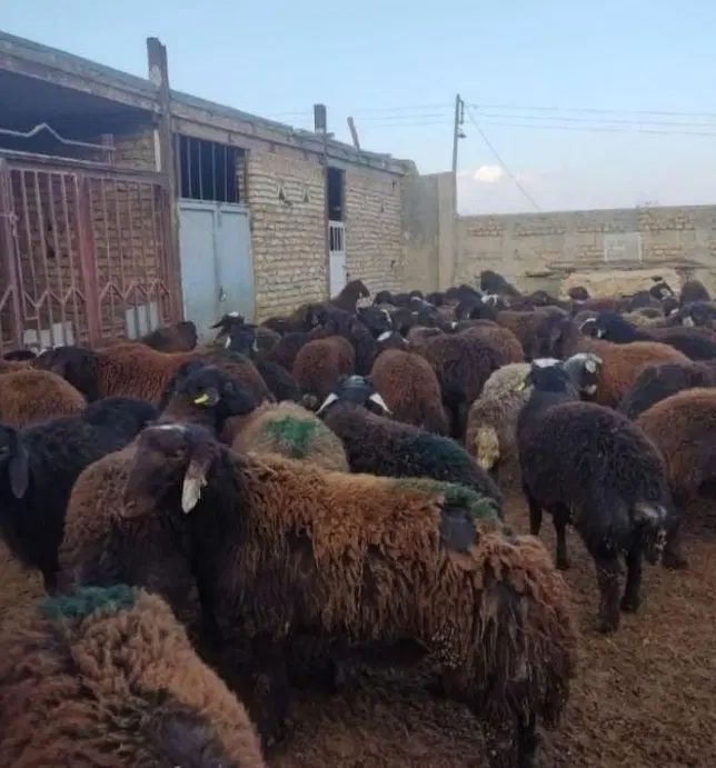 فروش گوسفند زنده در شهریار|حیوانات مزرعه|کرج, باغستان|دیوار