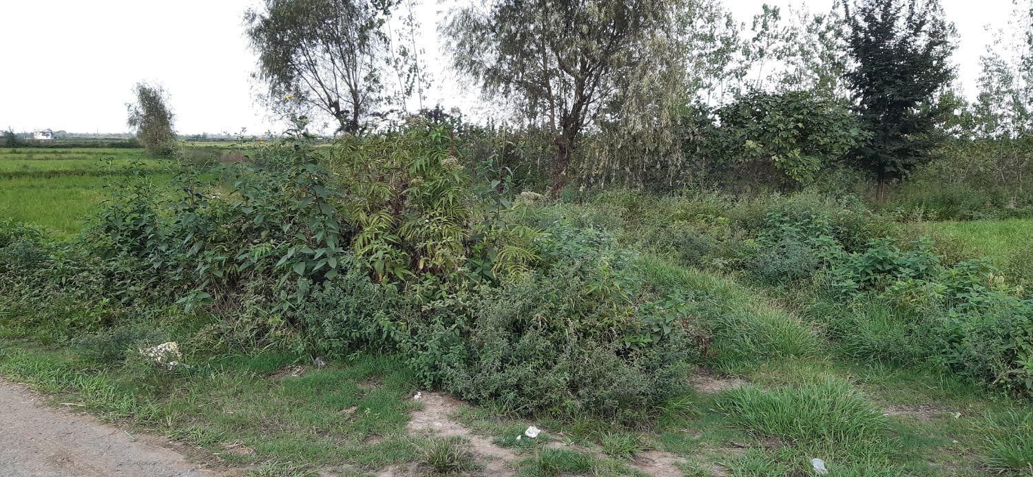 ملک با کاربری جهانگردی و گردشگری|فروش زمین و ملک کلنگی|مشهد, نوفل لوشاتو|دیوار