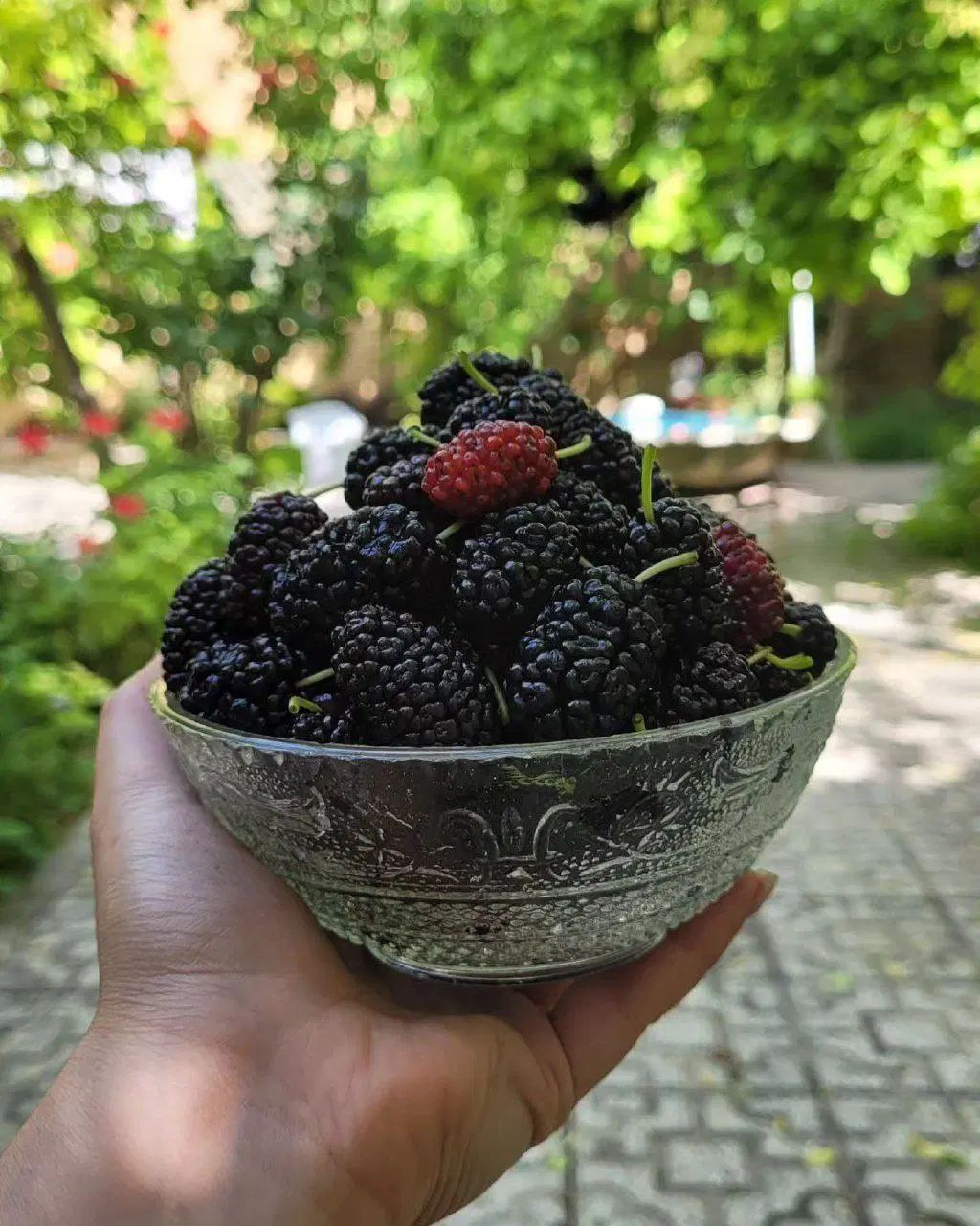 سلام همشهریان حرس کاری انگورودرختان میوه|خدمات باغبانی و درختکاری|نیشابور, شهرک زرگران|دیوار