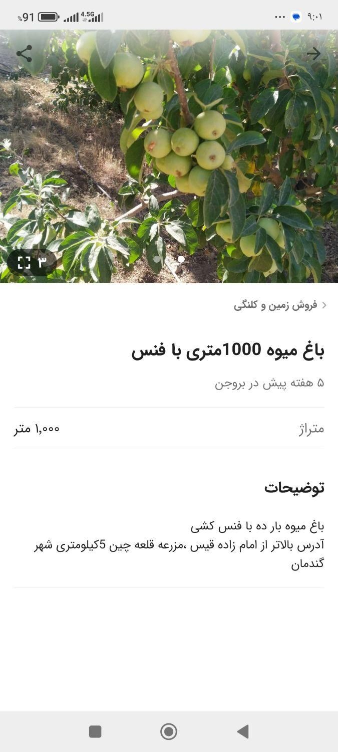 باغ میوه 1000متر با فنس کشی|فروش زمین و ملک کلنگی|گندمان, |دیوار