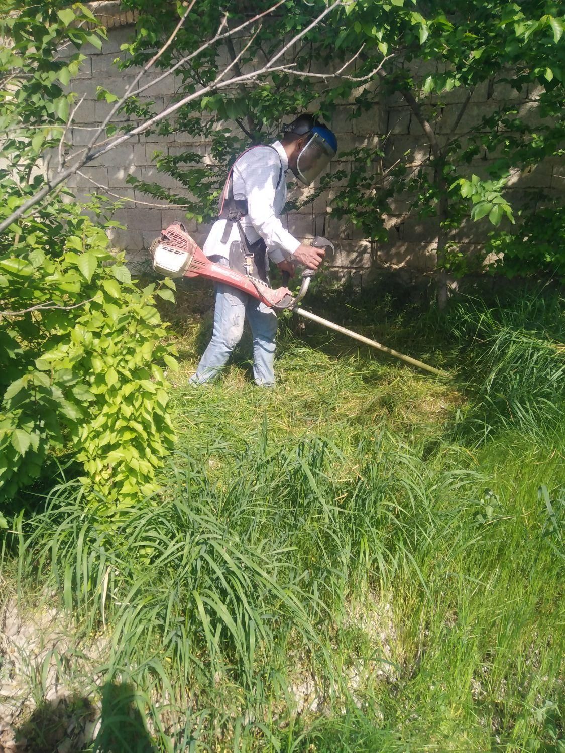 سم پاشی علف زنی خریدار میوه شما روی درخت شمشاد زنی|خدمات باغبانی و درختکاری|کرج, کمال‌شهر|دیوار
