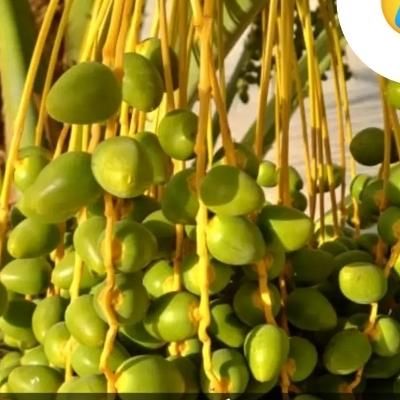 درخت بند|گل و گیاه طبیعی|بم, |دیوار