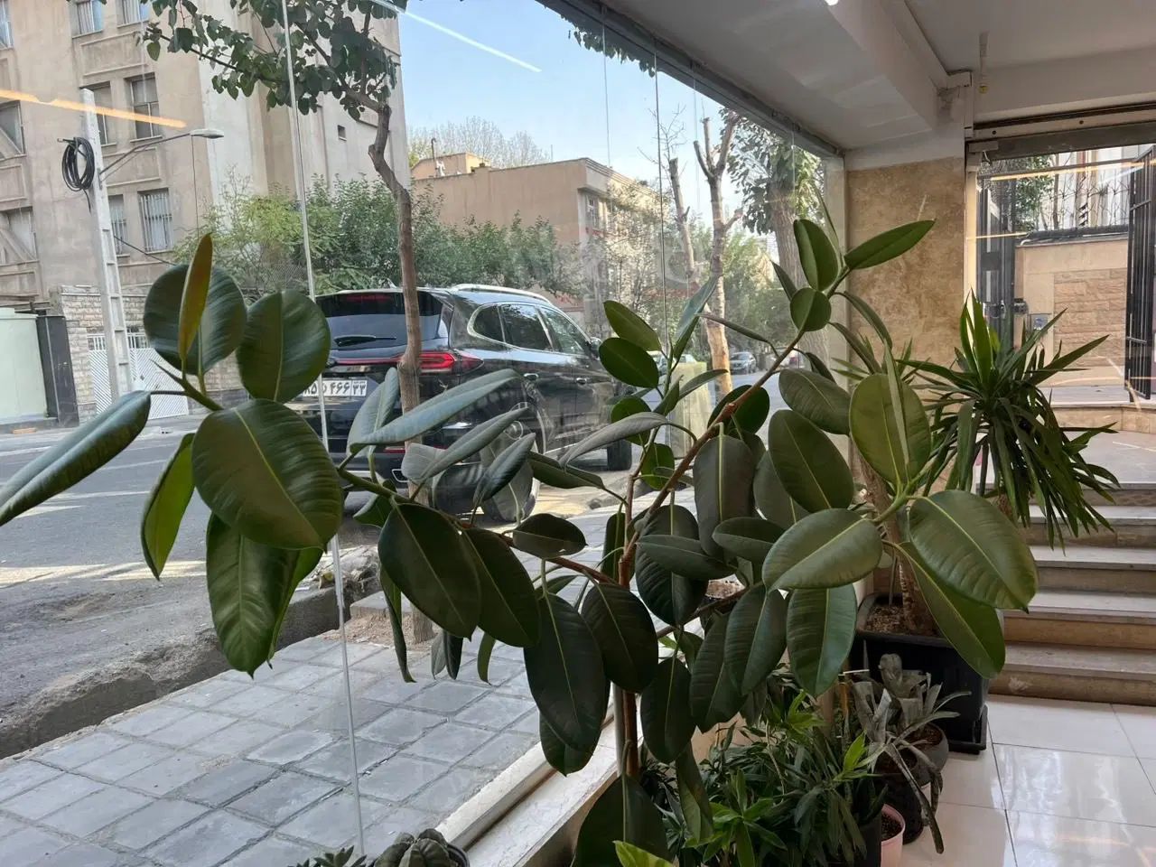فیکوس لیراتا و فیکوس الاستیکا|گل و گیاه طبیعی|تهران, هروی|دیوار