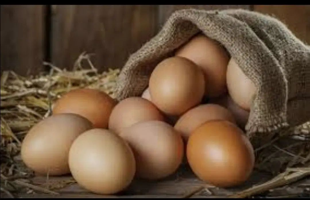 تخم مرغ محلی و رسمی نطفه دار|حیوانات مزرعه|مشهد, شیرودی|دیوار