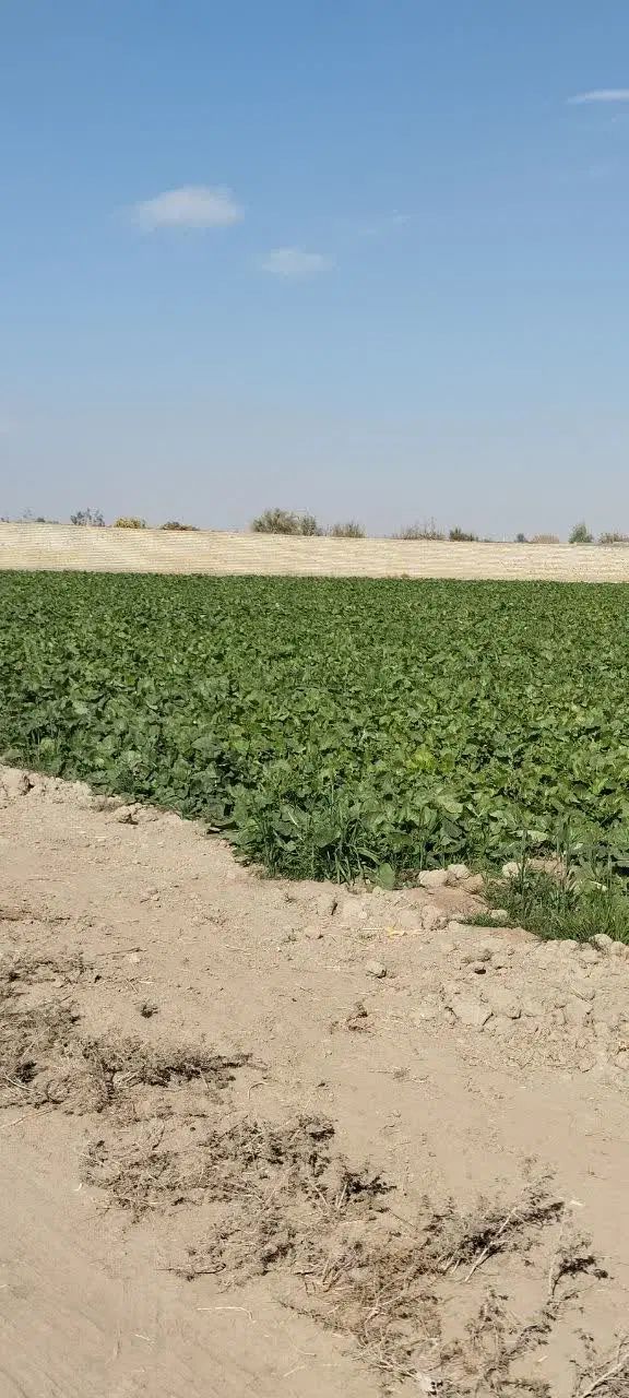 زمین صحرایی در قهجاورستان|فروش زمین و ملک کلنگی|اصفهان, قهجاورستان|دیوار