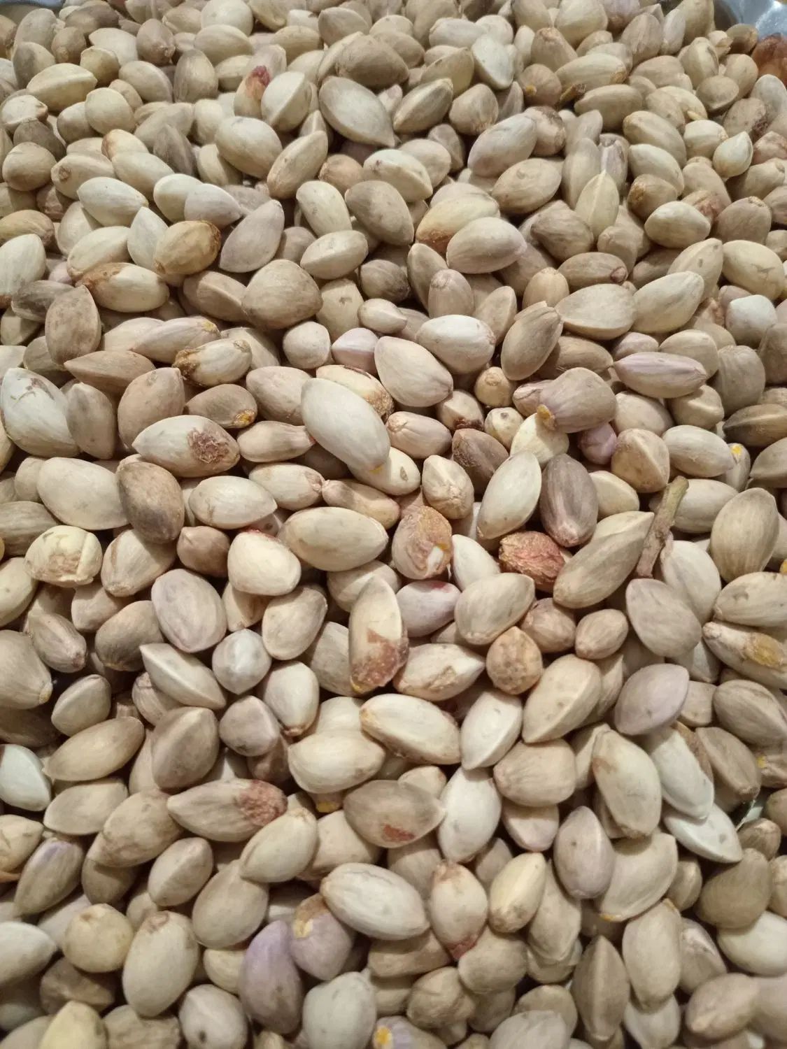 پسته وحشی|خوردنی و آشامیدنی|مشهد, اسماعیل آباد|دیوار