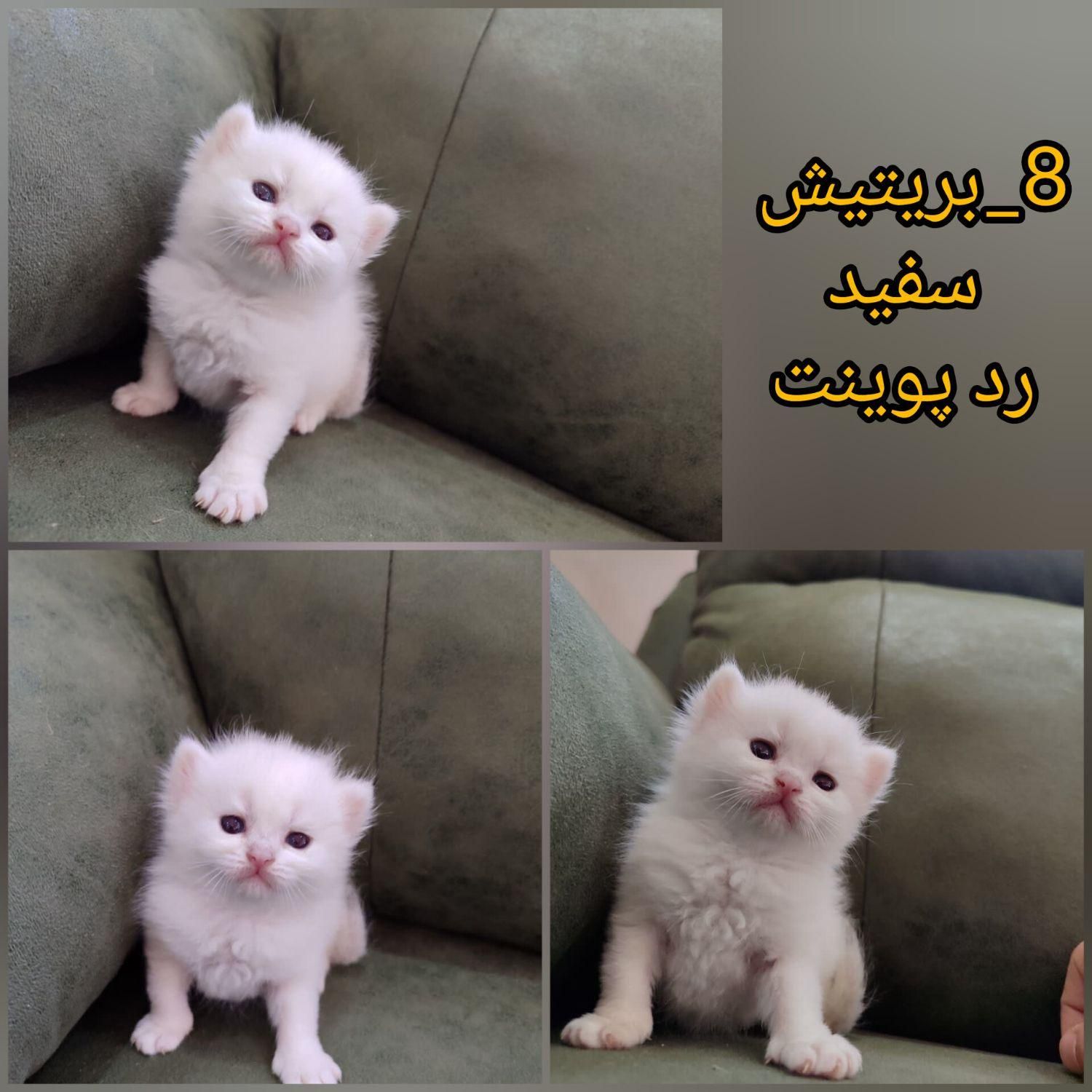 گربه های اشرافی|گربه|مشهد, احمدآباد|دیوار