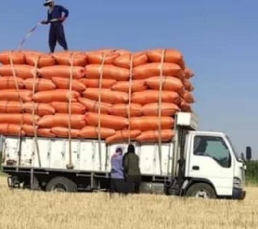خرید و فروش انواع کاه گندم وکاه جو و..|لوازم جانبی حیوانات|کرمانشاه, |دیوار