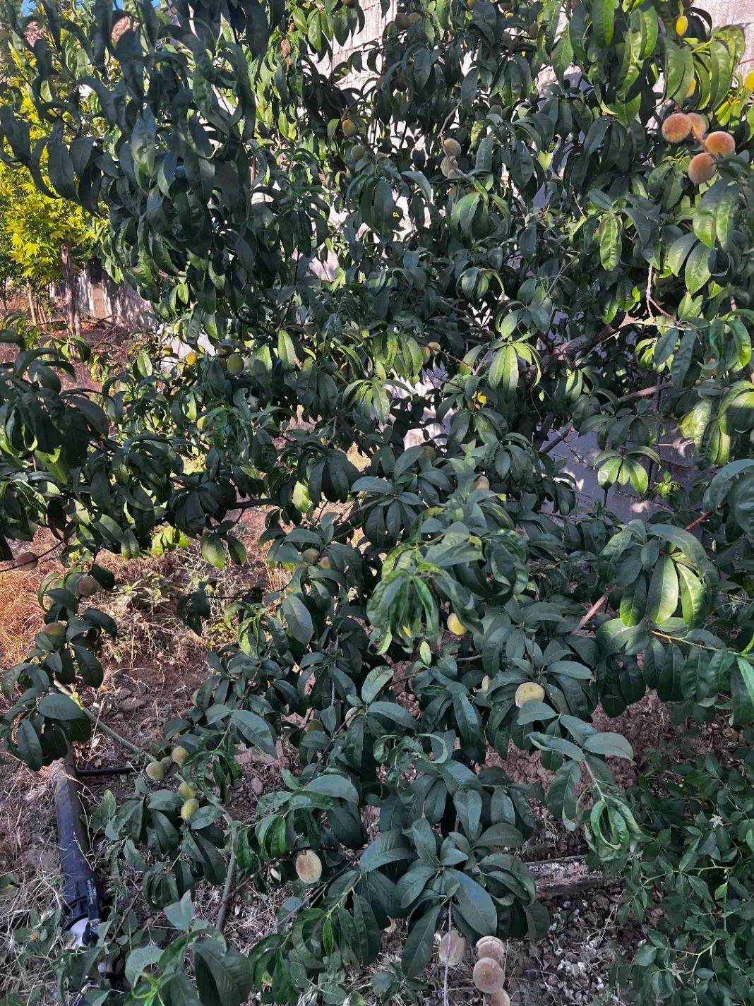 زمین ۶۳۰متری معاوضه با خودرو روستای کلستان|فروش زمین و ملک کلنگی|شیراز, گلستان|دیوار