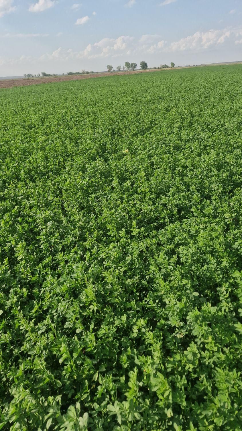 فروش زمین ۱۵ هکتار در بلهرات میانجلگه روستای ذمه|فروش زمین و ملک کلنگی|نیشابور, خیام|دیوار