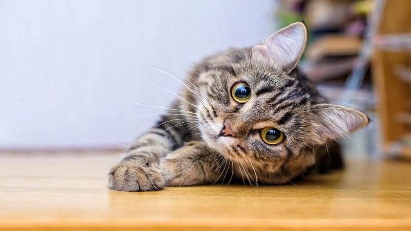 گربه می خوا م|گربه|دزفول, |دیوار