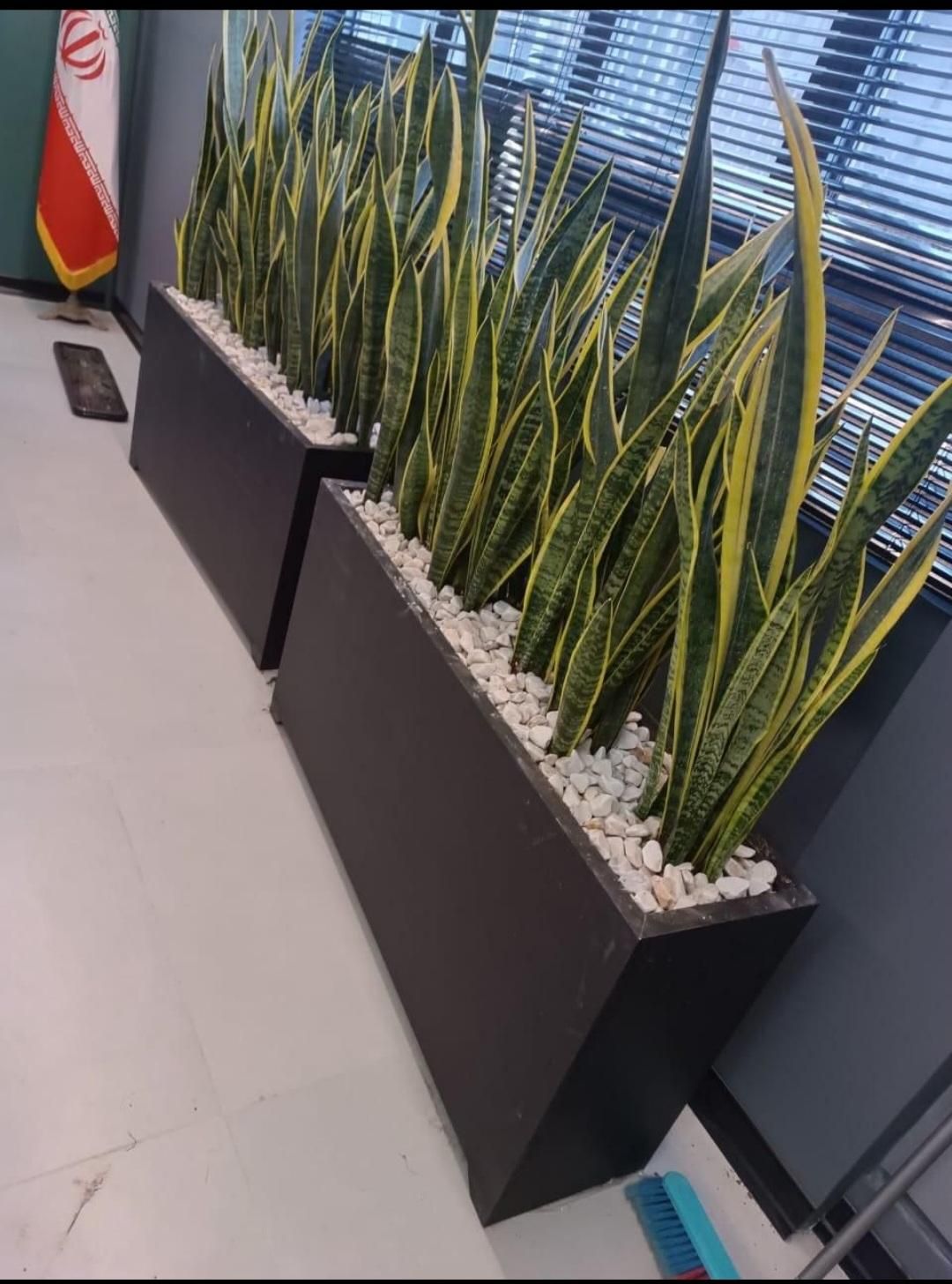 *خدمات باغبانی وهرس کاری وتعویض خاک وکود گلدون*|خدمات باغبانی و درختکاری|تهران, فاطمی|دیوار
