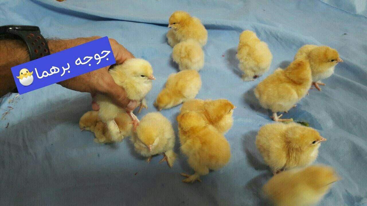 جوجه مرغ زینتی (گلین لری وبرهماوکوشین وآیسباراصل)|حیوانات مزرعه|سیاهکل, |دیوار