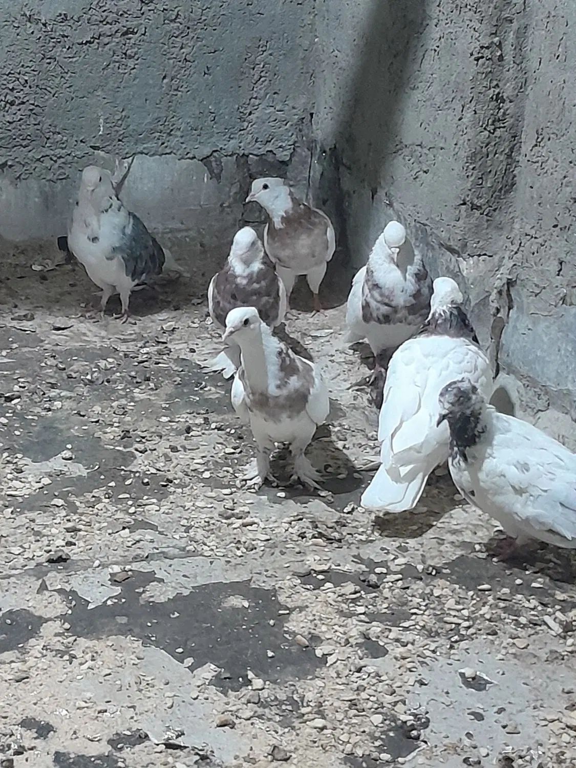 طوقی|پرنده|اصفهان, قائمیه|دیوار