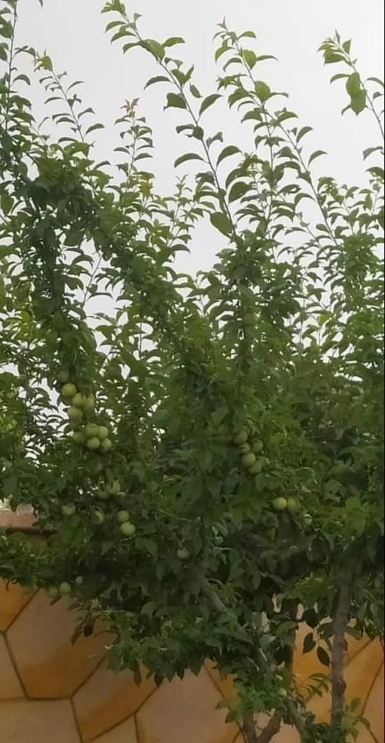 زمین باغ548مترنزدیک کمربندسبزفاصله تامجتمع۲کیلومتر|پیش‌فروش املاک|مشهد, آیت الله کاشانی|دیوار