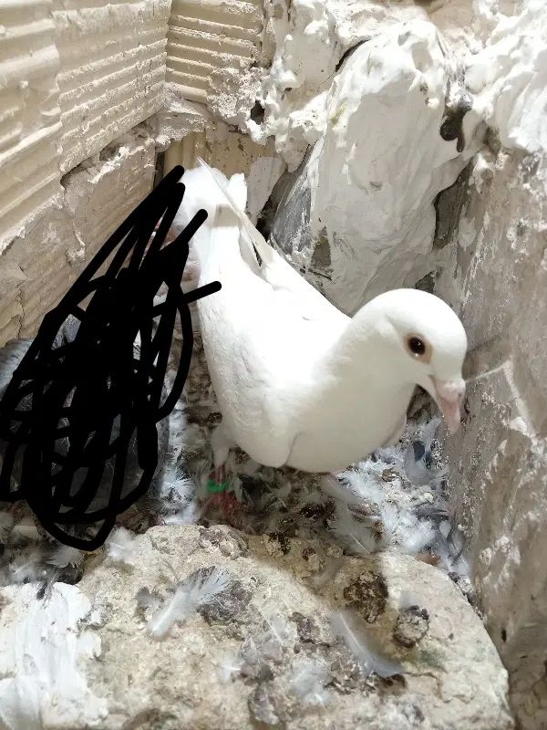 کفتر ساده سرخ و|پرنده|مشهد, طبرسی شمالی|دیوار