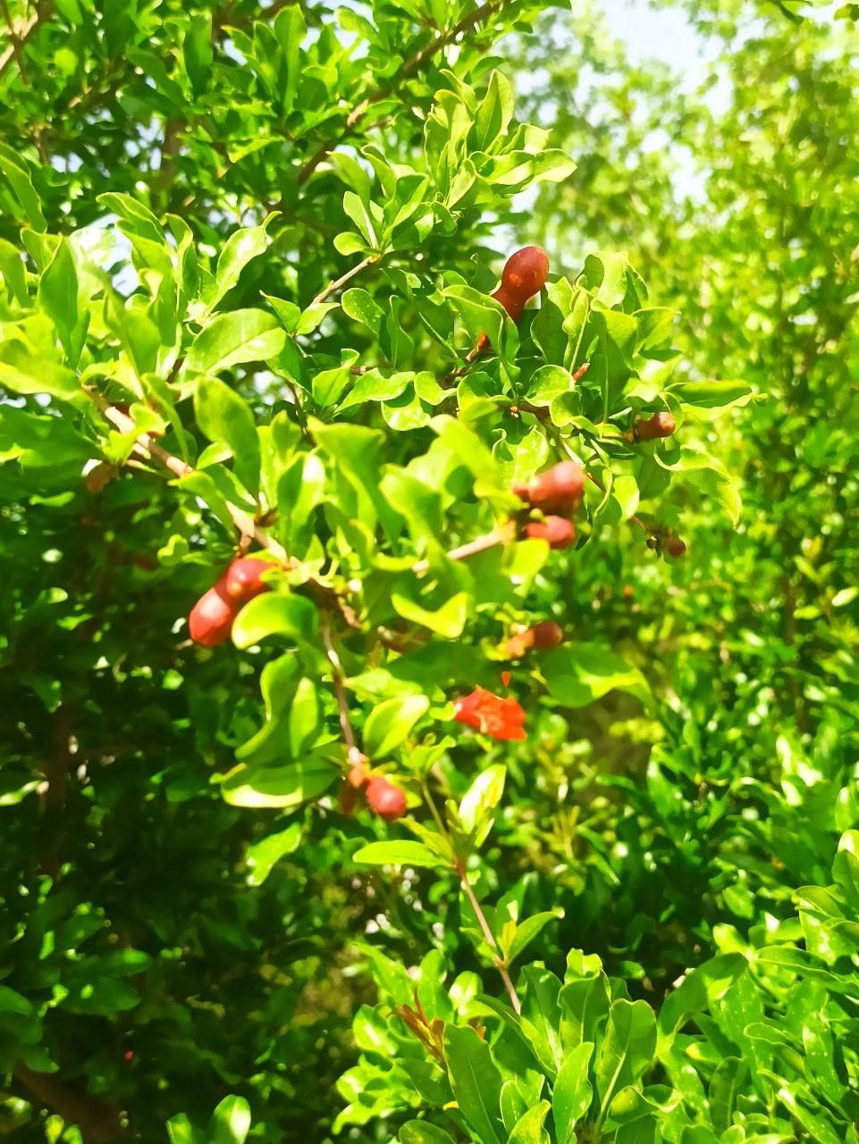 باغ و باغچه ۱۷۰ متری درختان ۱۲ ساله قدیمی|فروش زمین و ملک کلنگی|تهران, امیریه|دیوار
