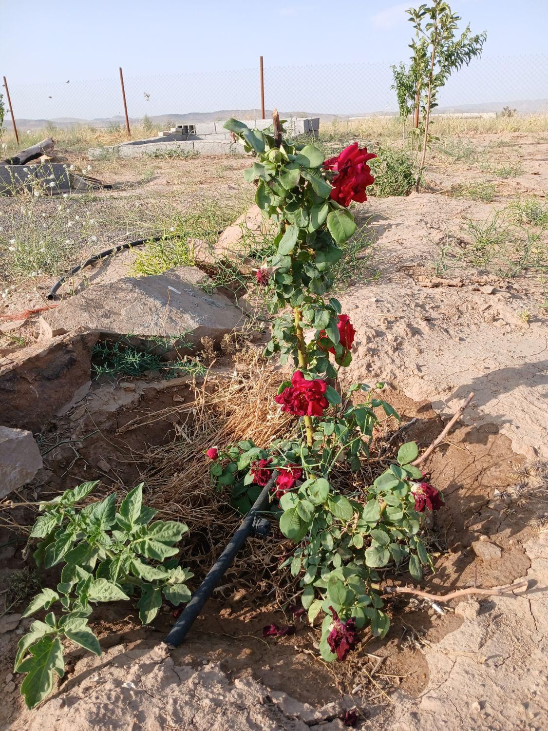فروش ۲۵۰متر  باغ وباغچه مزرعه نو|فروش زمین و ملک کلنگی|قم, شهرک مهدیه (مدرس)|دیوار