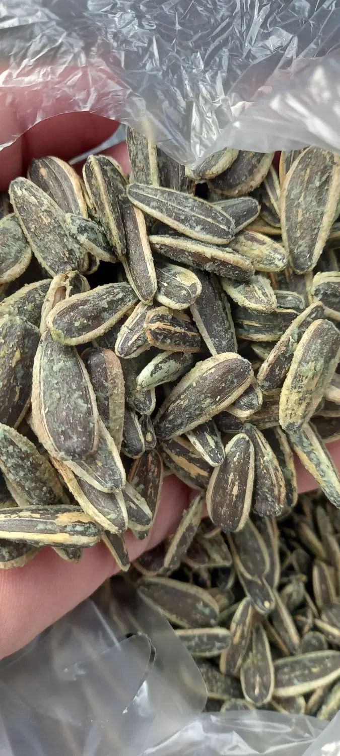 پخش تخمه افتابگردان|خوردنی و آشامیدنی|رشت, بلوار گیلان|دیوار