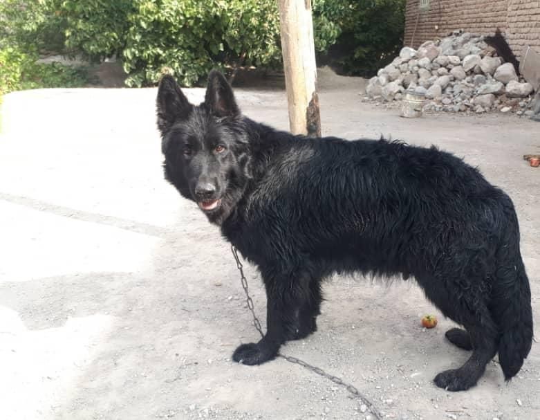 دامپزشک دامپزشکی سگ گربه پرنده زینتی عروس هلندی|خدمات آرایشگری و زیبایی|ارومیه, |دیوار