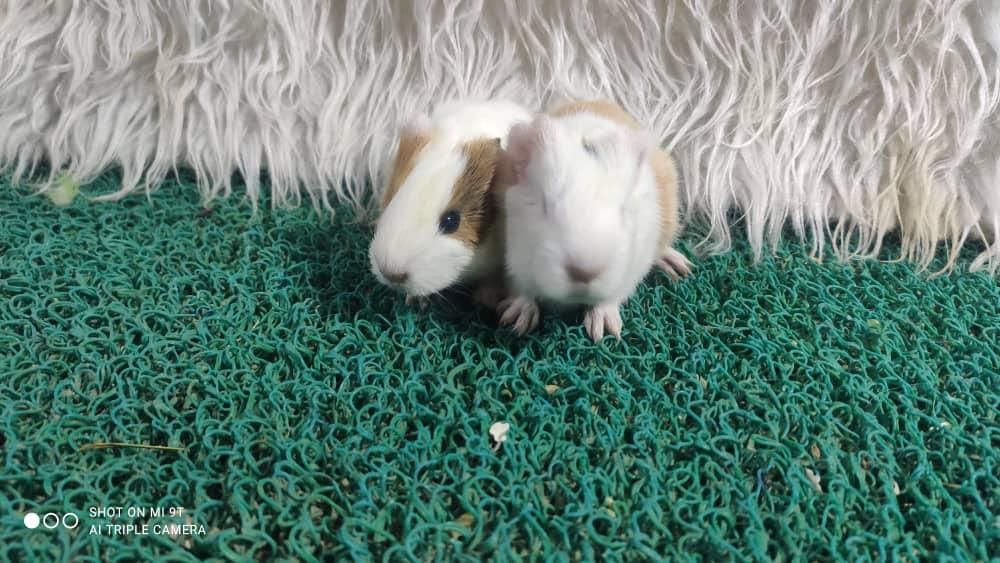 خوکچه هندی موکوتاه|موش و خرگوش|تهران, مهران (سیدخندان)|دیوار