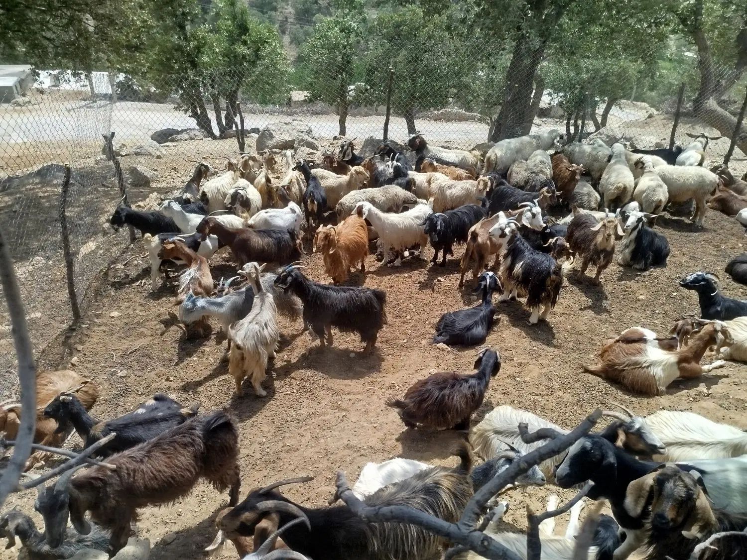 بز غاله معاوضه با ماشین|حیوانات مزرعه|تهران, جماران (نیاوران)|دیوار