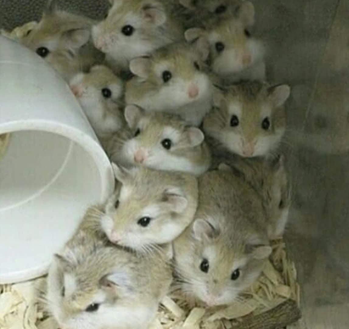 همستر مینیاتوری کمپل سوری بندانگشتی ووسایل بازی|موش و خرگوش|اصفهان, همدانیان|دیوار