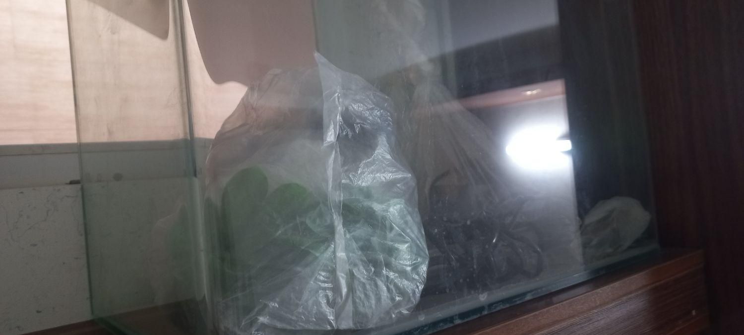 آکواریوم شیشه خم|ماهی|اصفهان, شیخ اشراق|دیوار