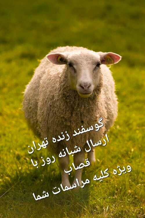 گوسفند فروشی پایتخت خرید حضوری و تلفن دام زنده|حیوانات مزرعه|تهران, پونک|دیوار